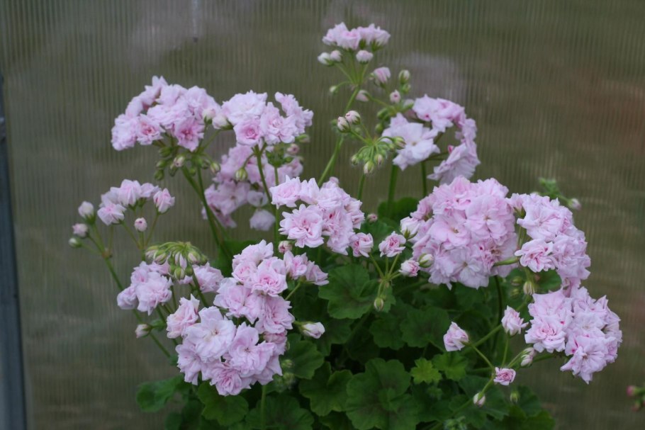 Frou Frou пеларгония