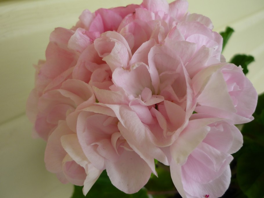 Пеларгония дамасская роза