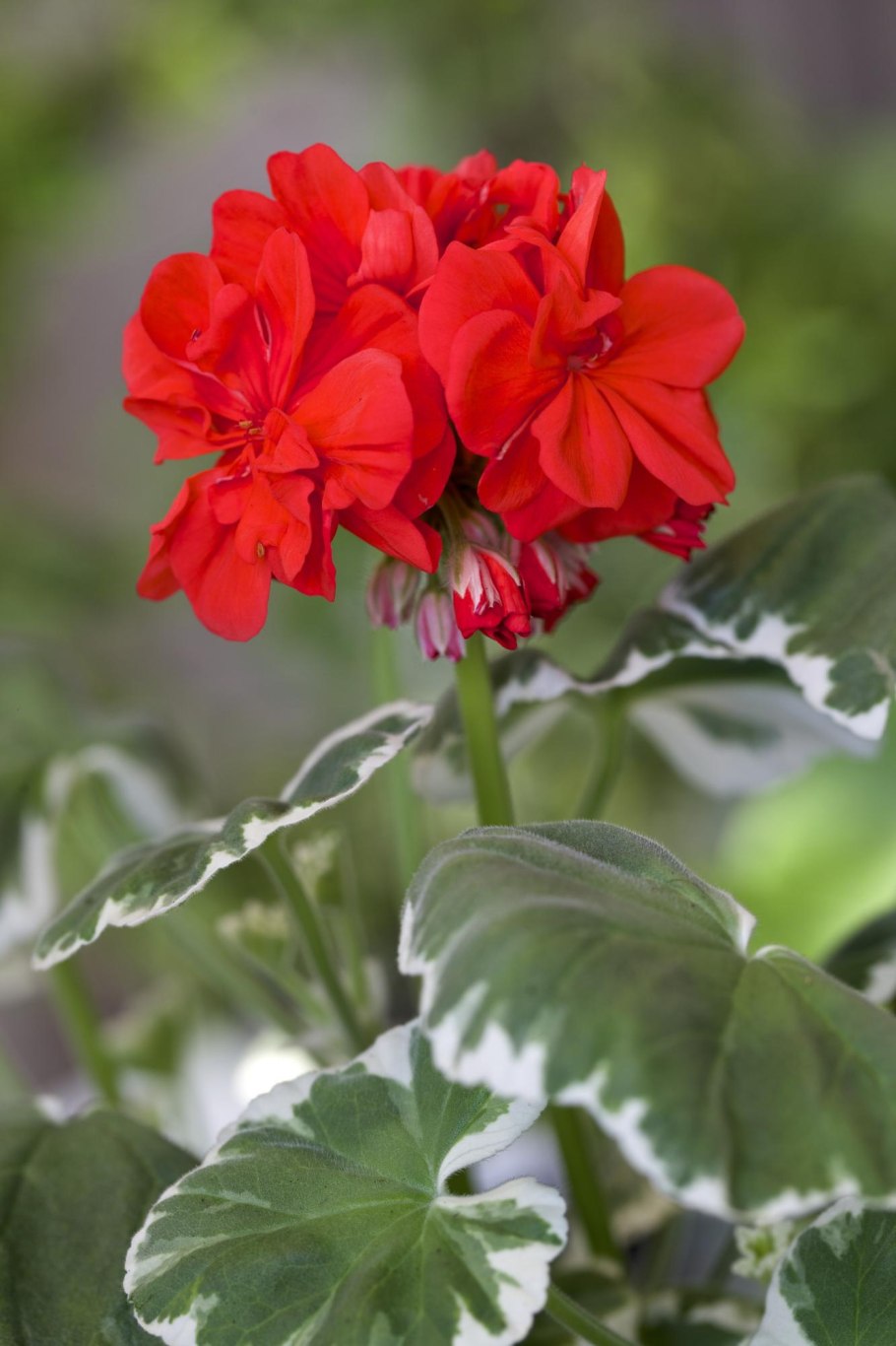 Пеларгония Pink Rosebud