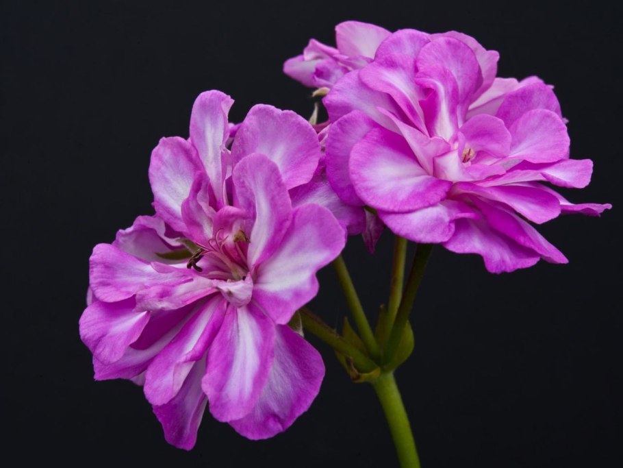 Пеларгония Tess Vlada