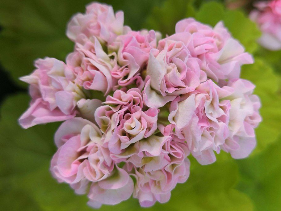 Пеларгония Vectis Rosebud