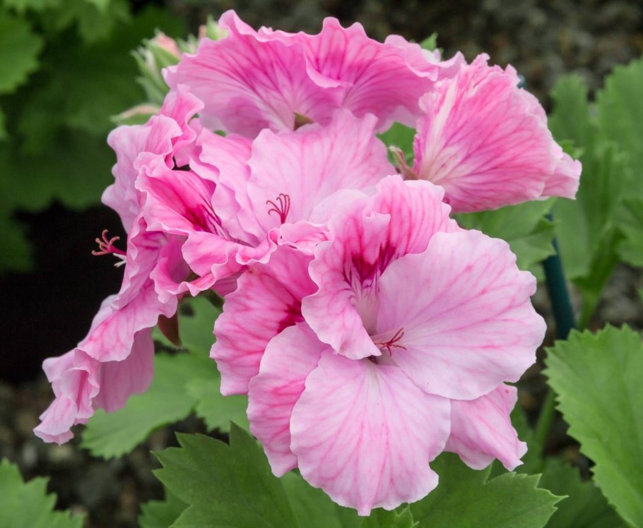 Пеларгония Denise Rosebud