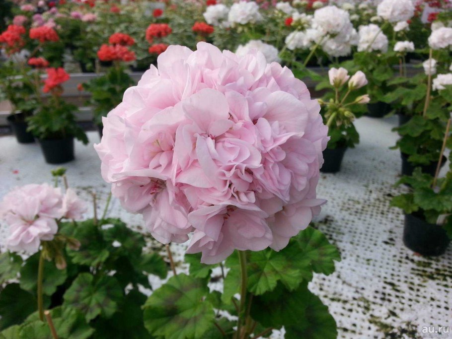 Пеларгония Розалинда