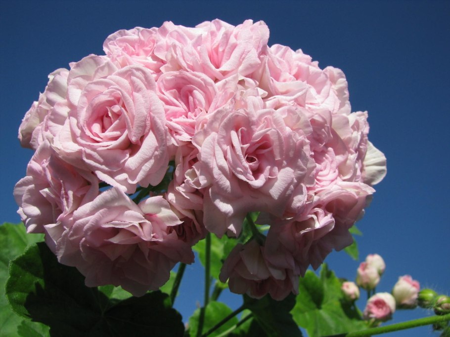 Розебудная пеларгония achievement