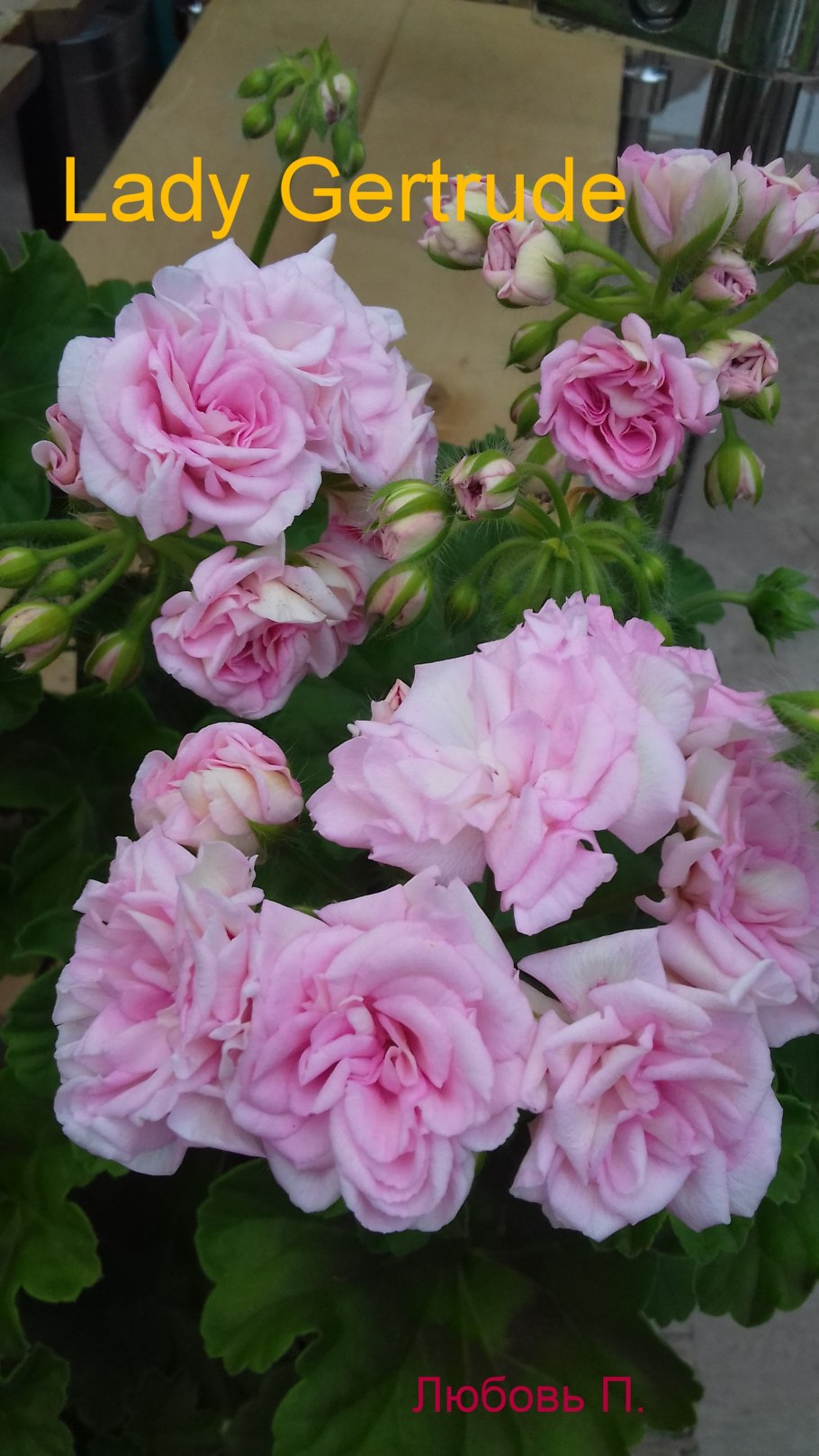 Пеларгония Millfield Rosebud