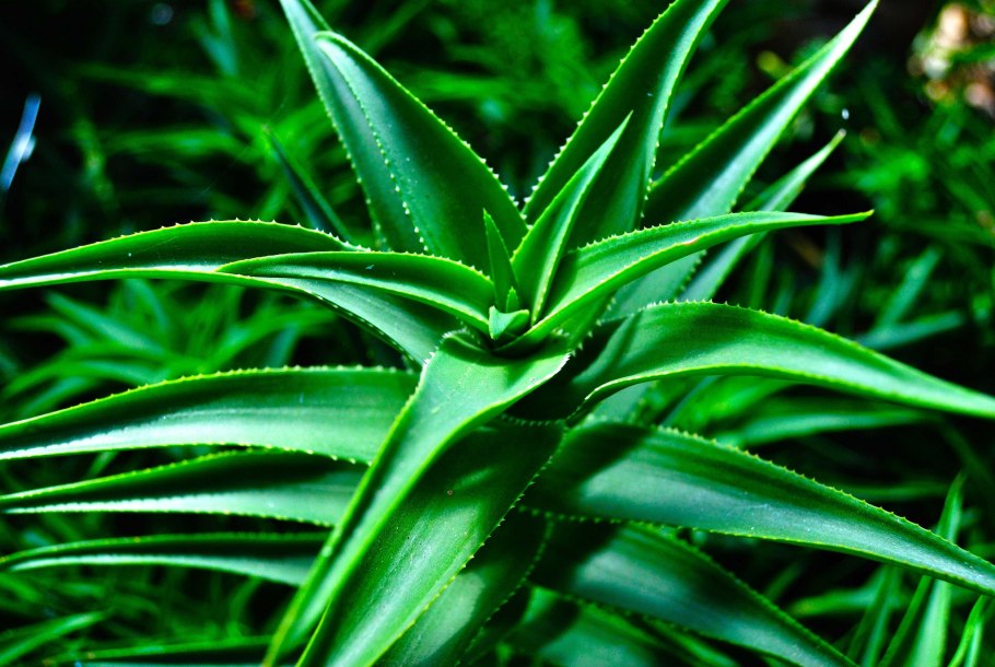 Aloe Vera bitkisi