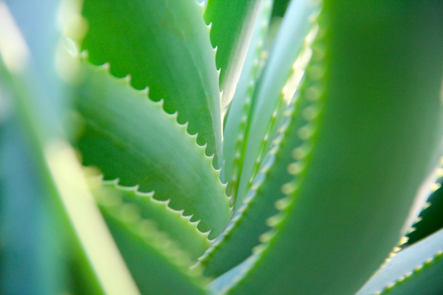 Aloe Vera 05