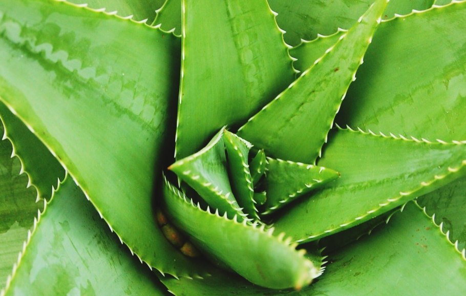 Алоэ Вера