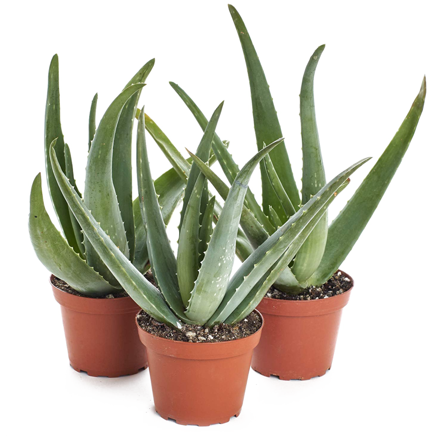 Алоэ Вера и столетник