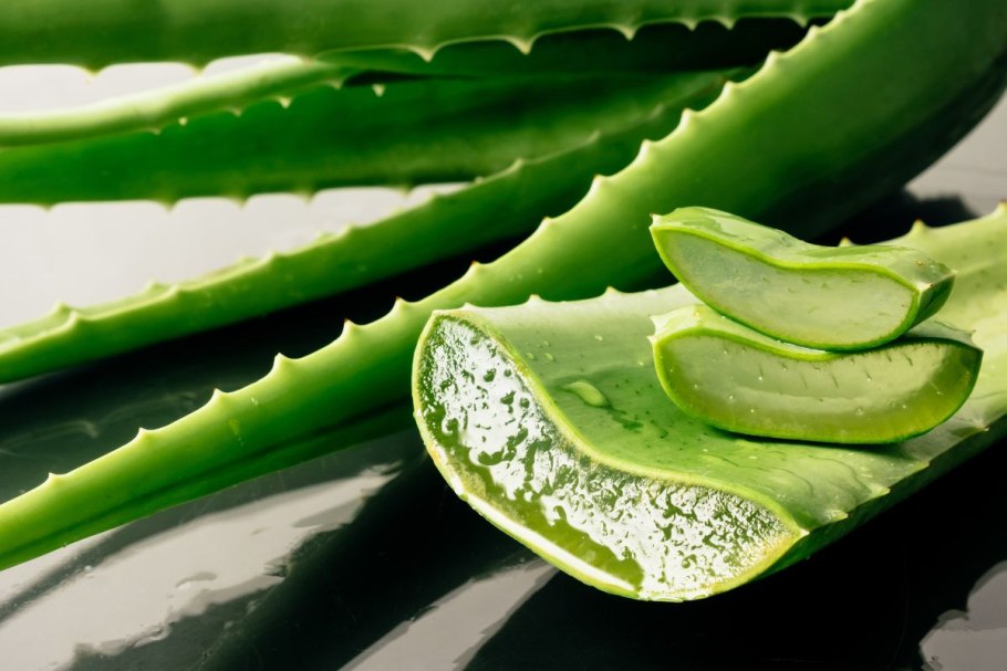 Алоэ Вера Aloe Vera