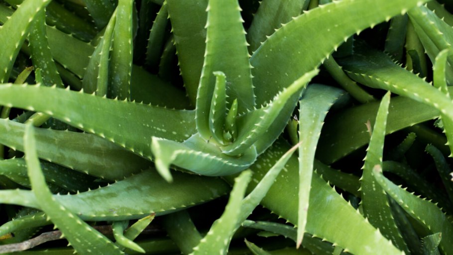 Алоэ Вера барбаденсис Миллер