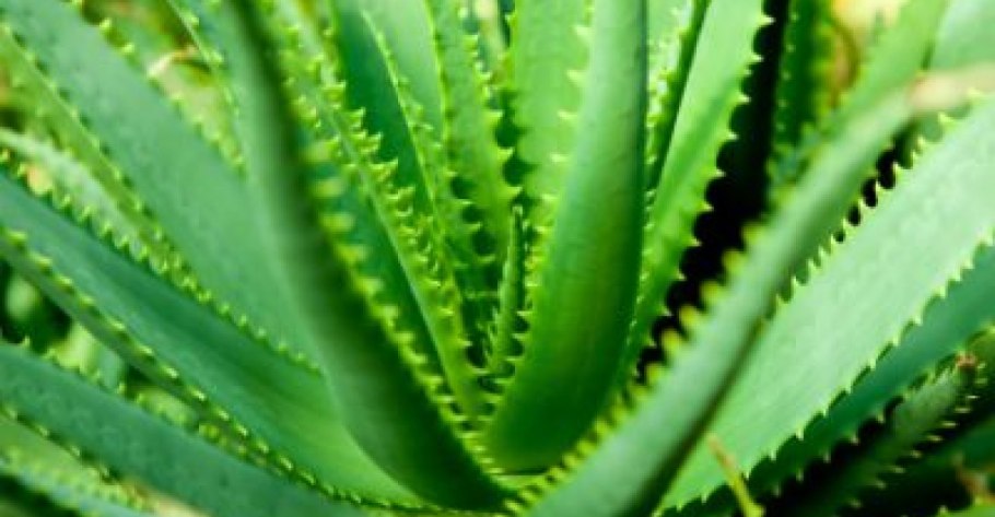 Алоэ перистое