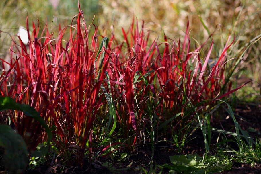 Императа цилиндрическая Red Baron