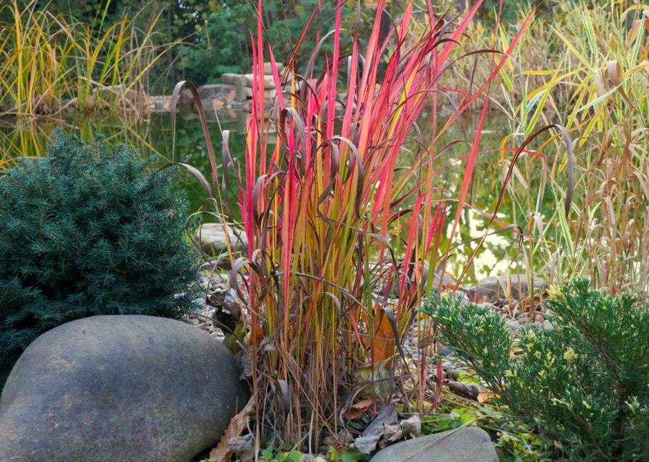 Императа цилиндрическая Red Baron