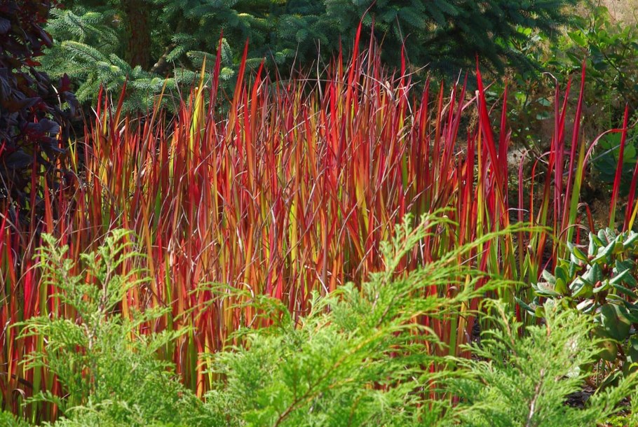 Императа целендрическая Рэд Барон