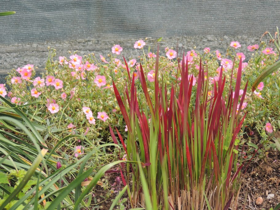 Императа ред Барон