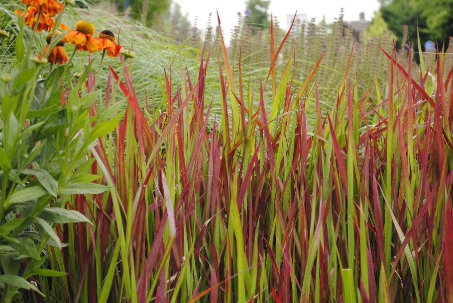 Императа цилиндрическая ред Барон