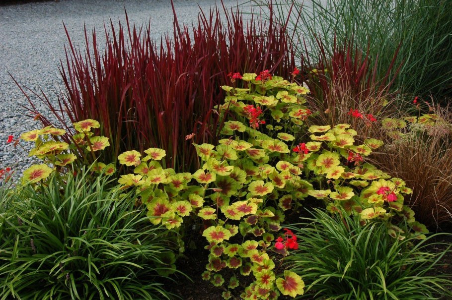 Императа цилиндрическая Red Baron