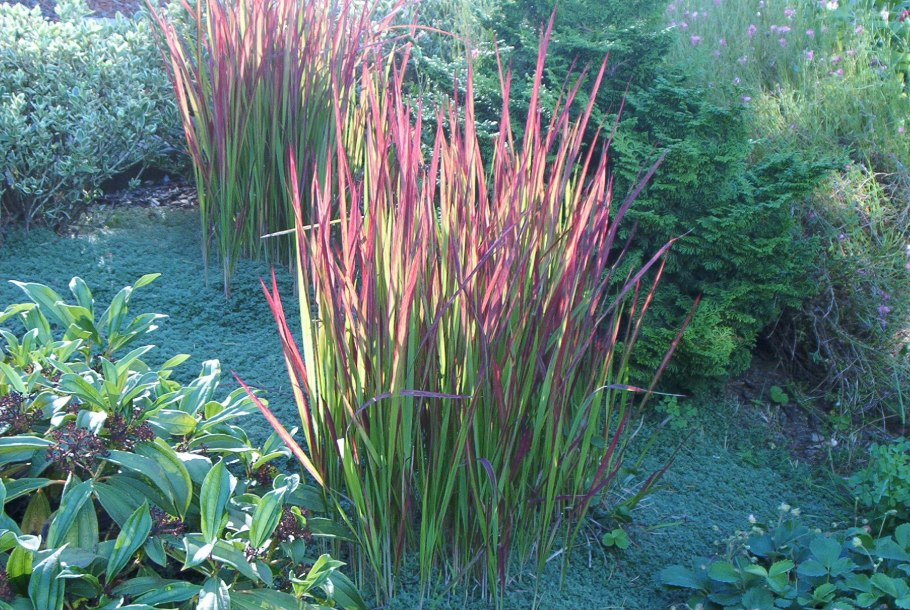 Императа ред Барон цветы