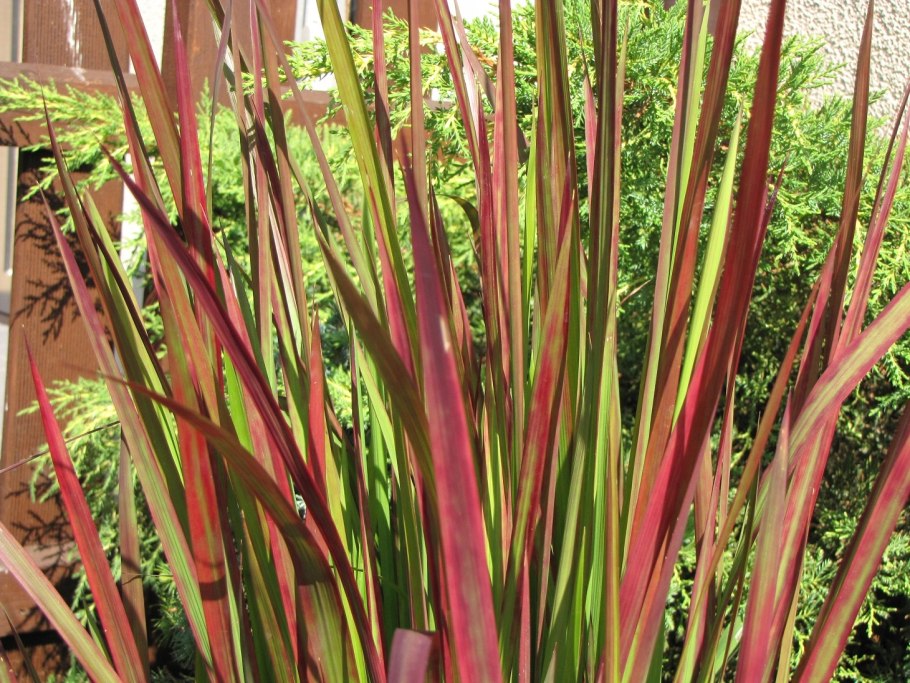 Императа овсяница