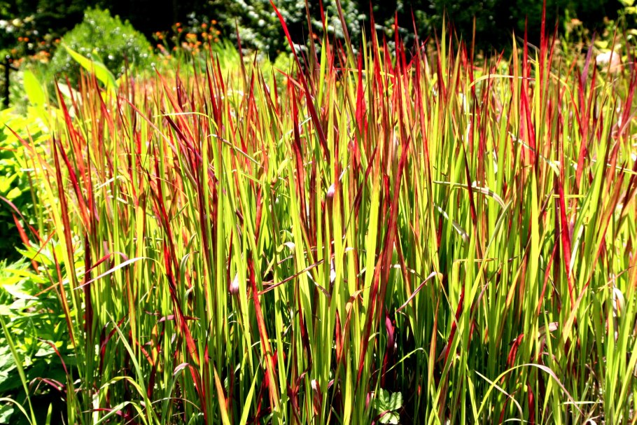 Ред Барон злаковый