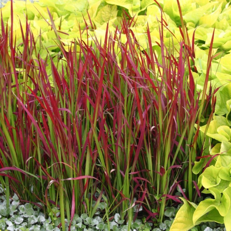 Императа ред Барон и ирисы в клумбе