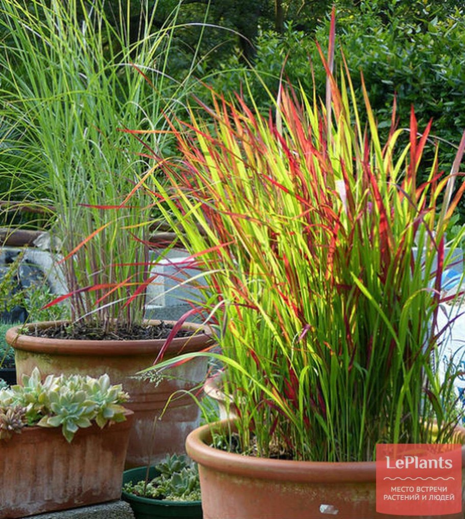 Императа целендрическая Рэд Барон