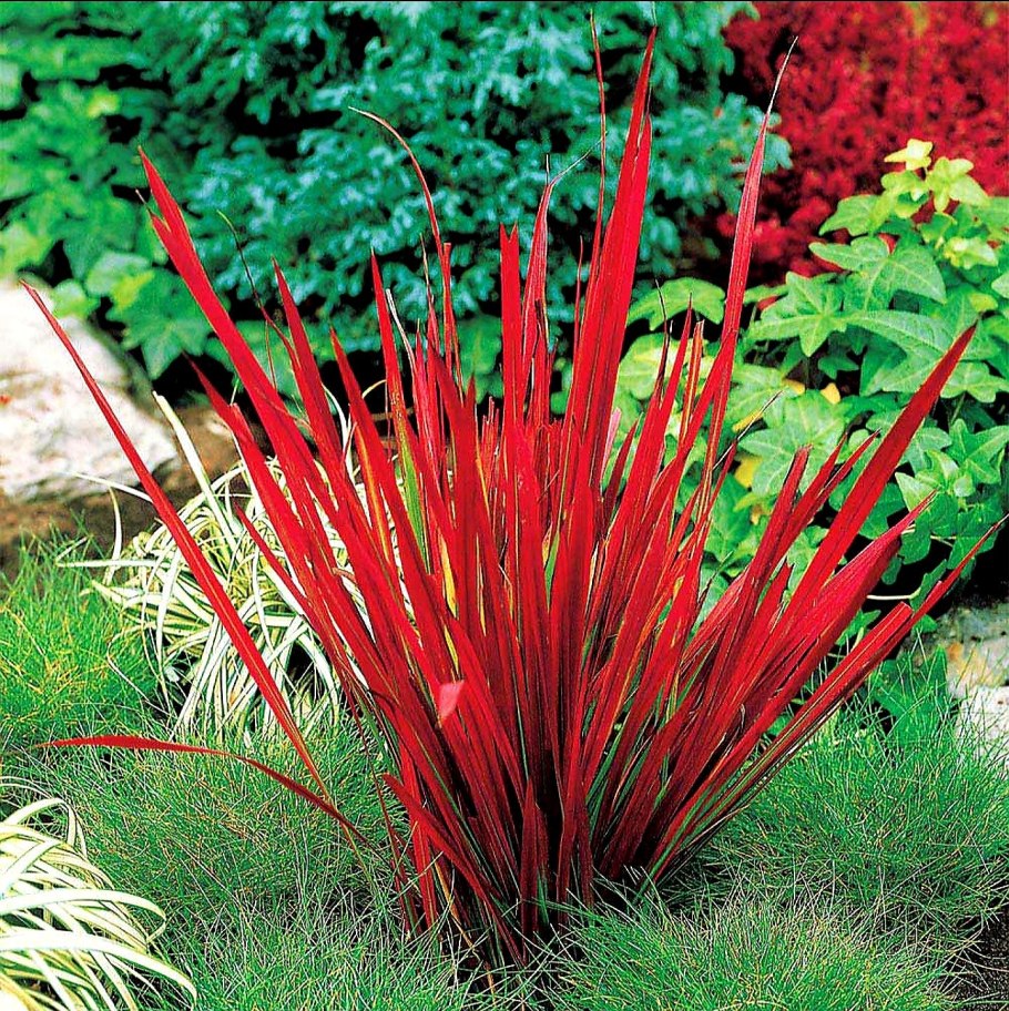 Просо Императа