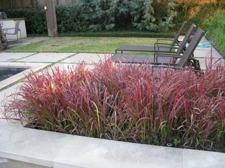 Злак Императа