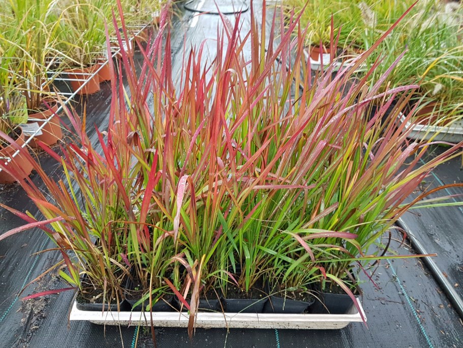 Императа ред барон