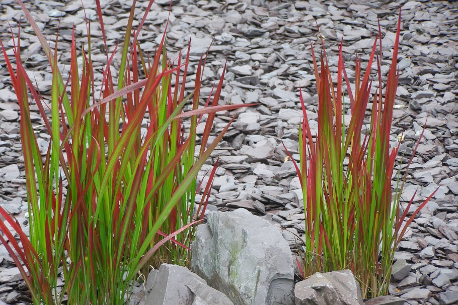 Императа ред Барон