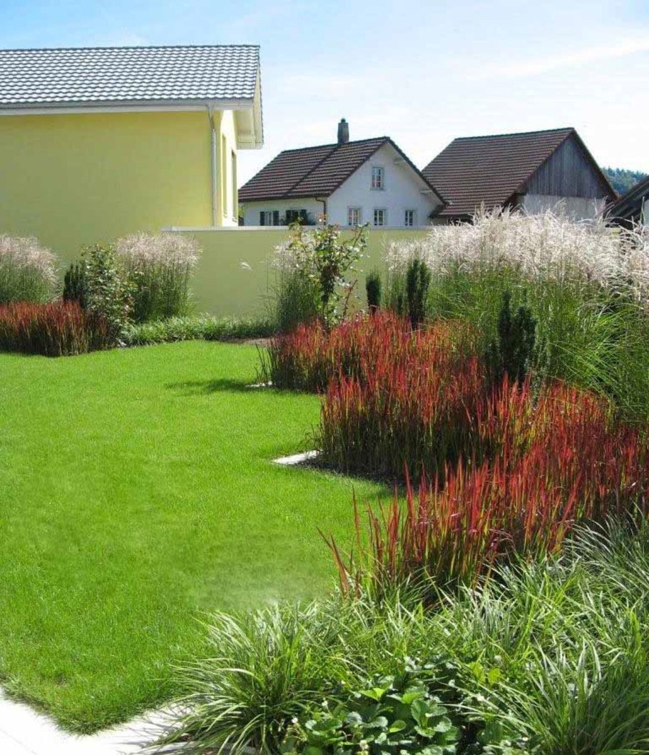 Мискантус ред Барон