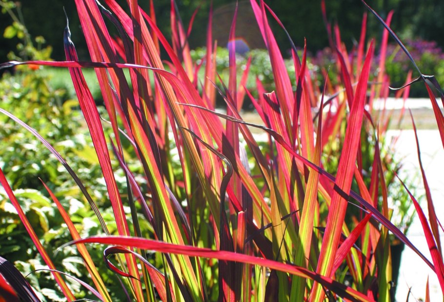 Императа ред Барон