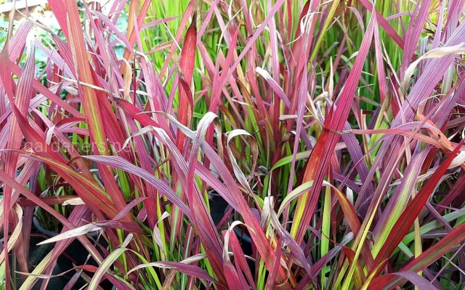 Императа цилиндрическая ред Барон