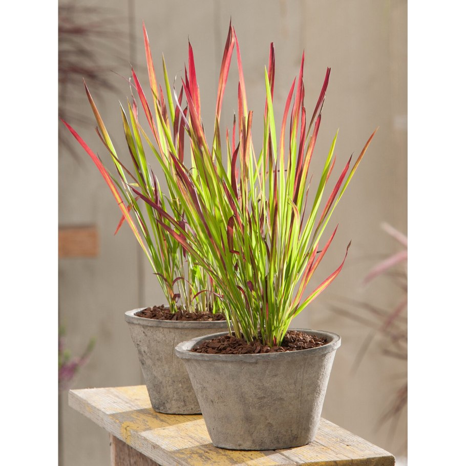 Императа цилиндрическая ред барон