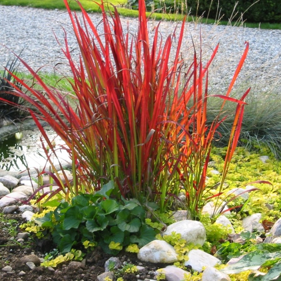 Мискантус Императа