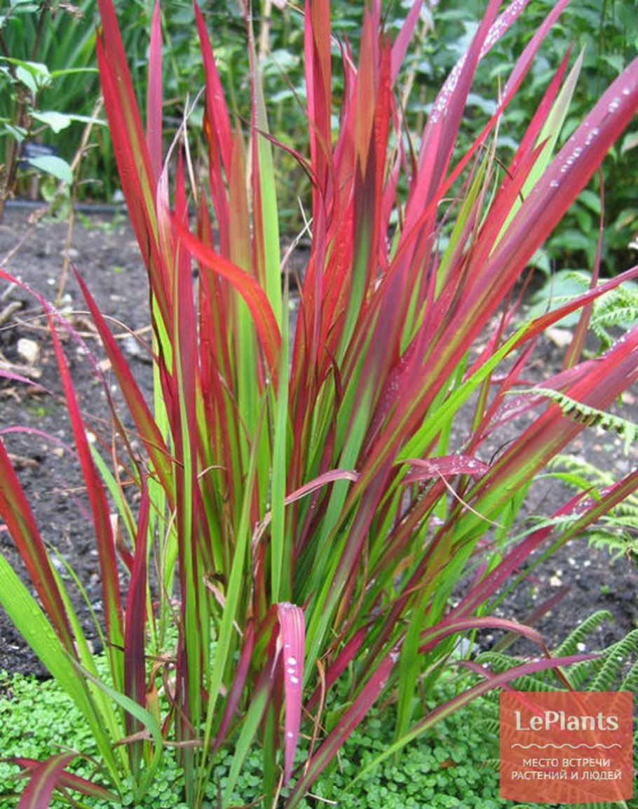 Императа цилиндрическая «красный Барон»