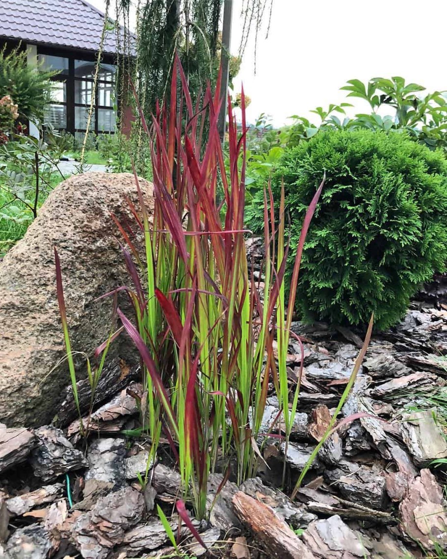 Императа ред Барон