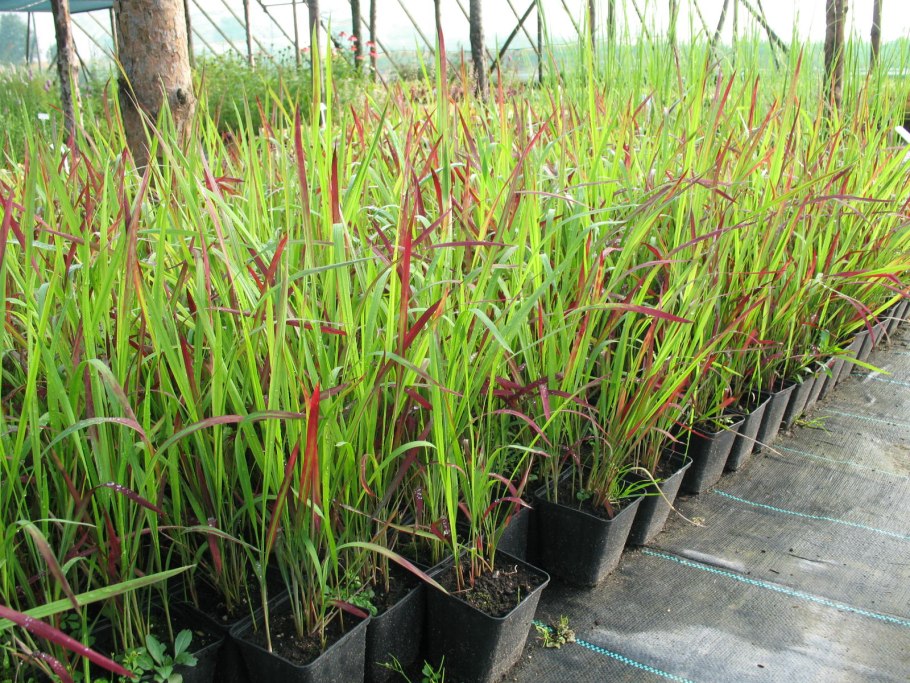 Императа цилиндрическая ред Барон