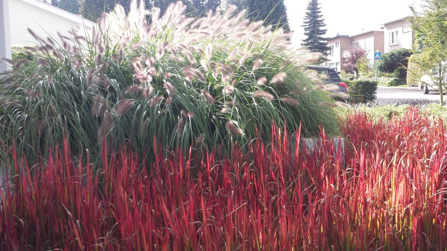 Императа ред Барон зимостойкость