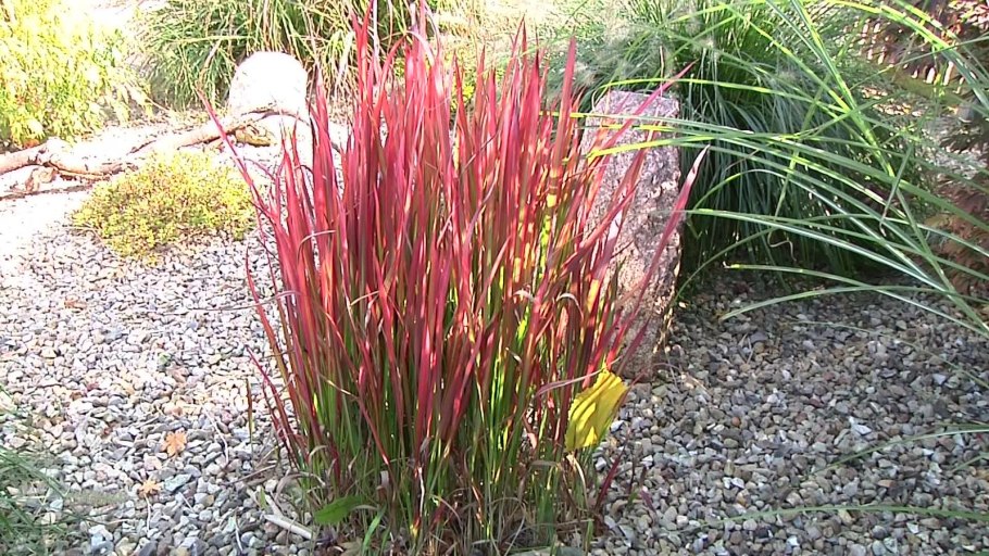 Мискантус ред Барон