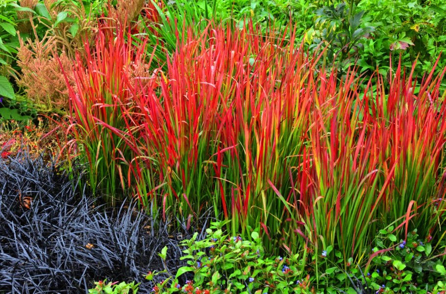 Трава Императа красный