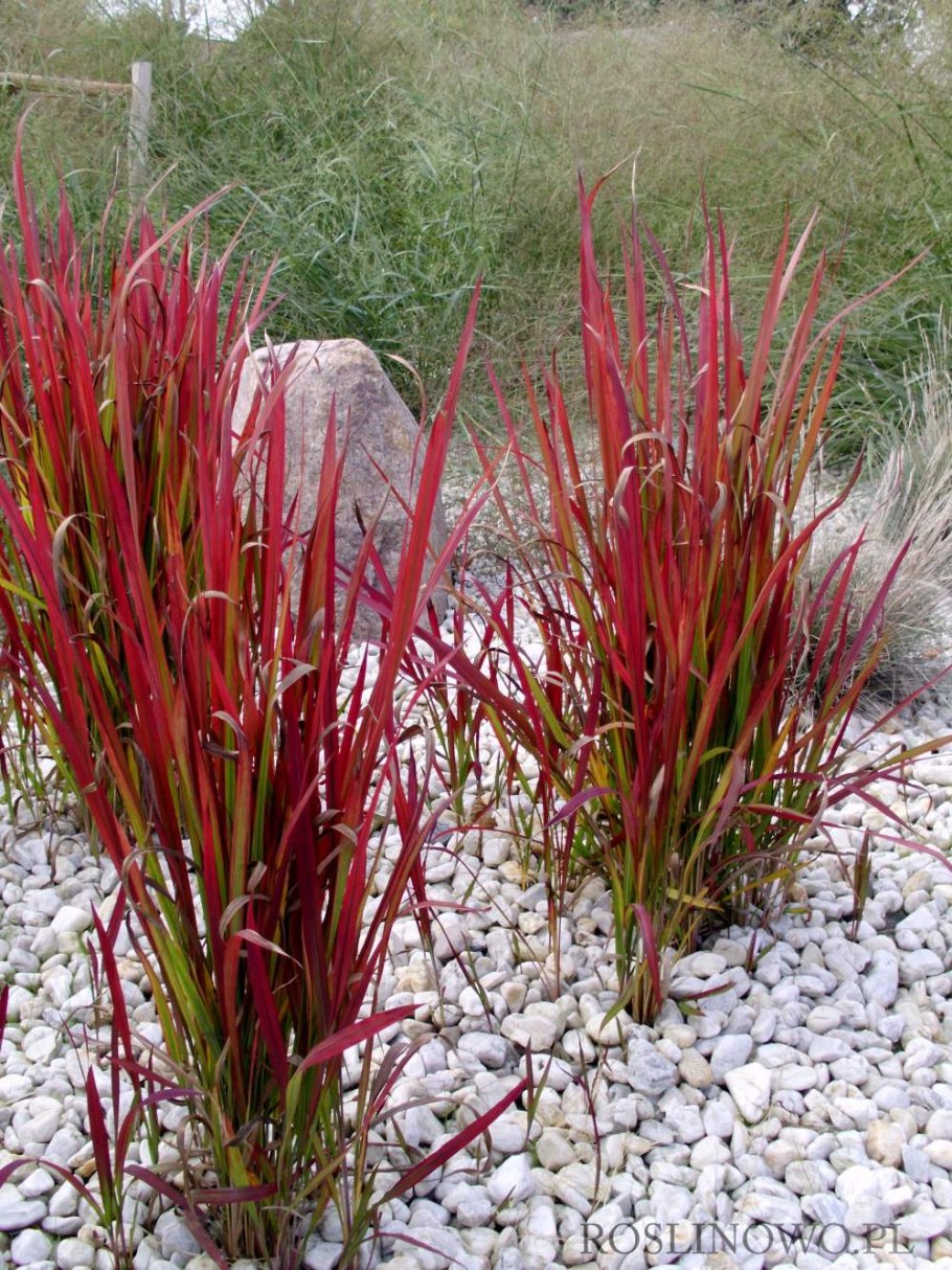 Мискантус Императа ред Барон