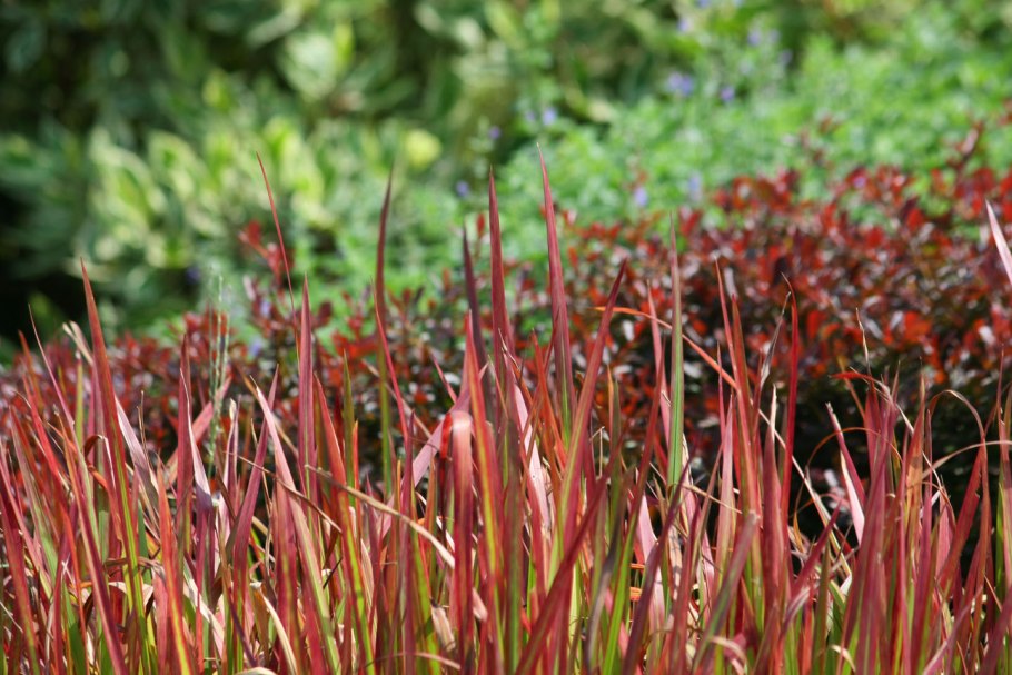 Императа 'Red Baron'