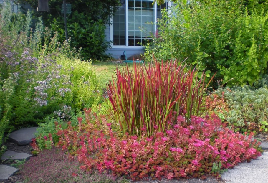 Императа ред Барон