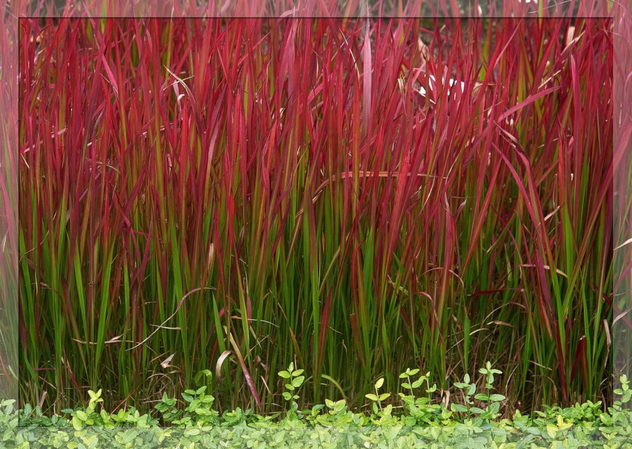 Императа цилиндрическая ред Барон