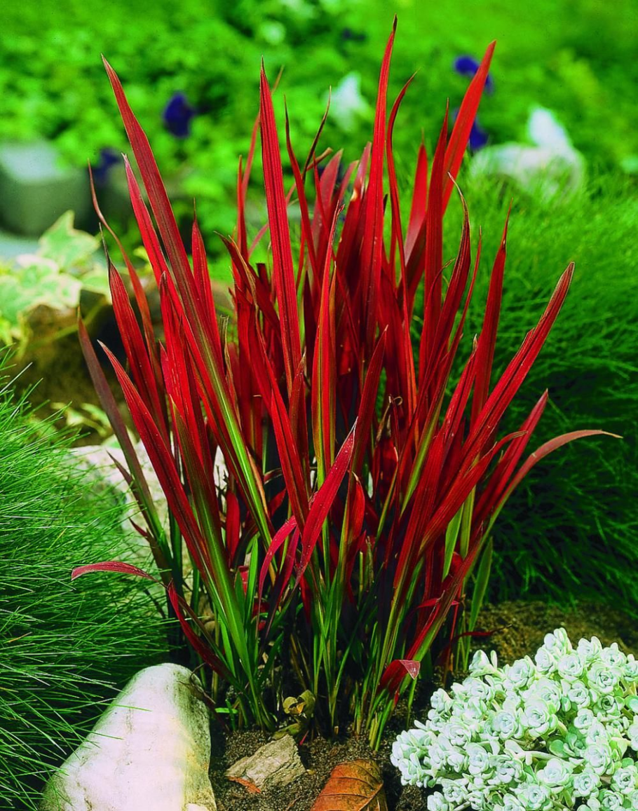 Императа ред Барон