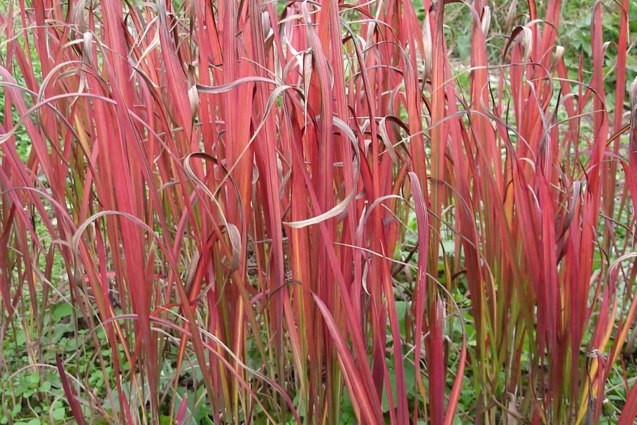 Императа цилиндрическая ред Барон