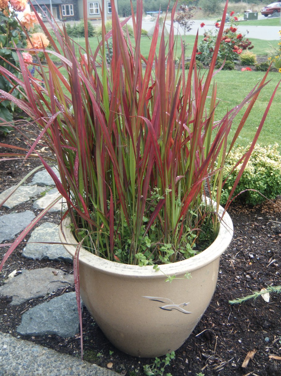 Императа цилиндрическая