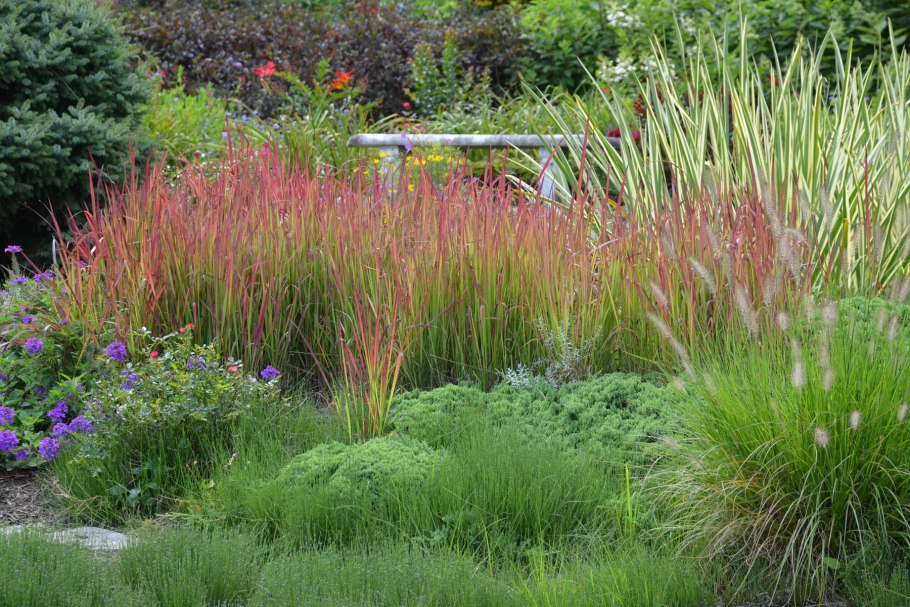 Императа цилиндрическая